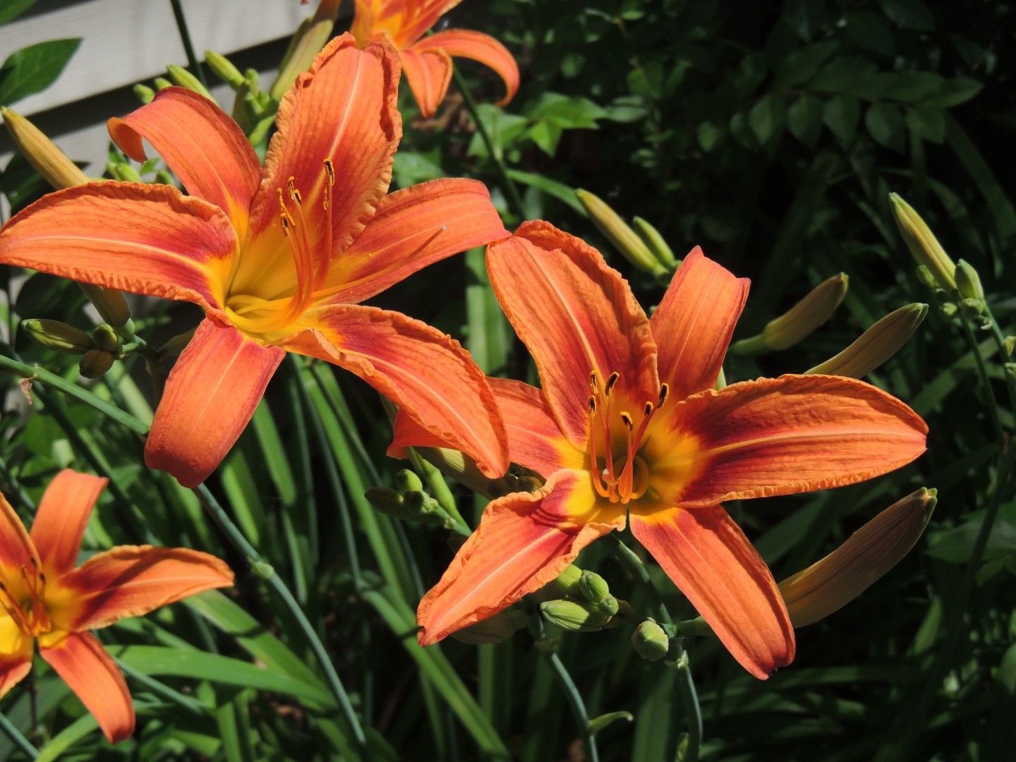 TigerLillies