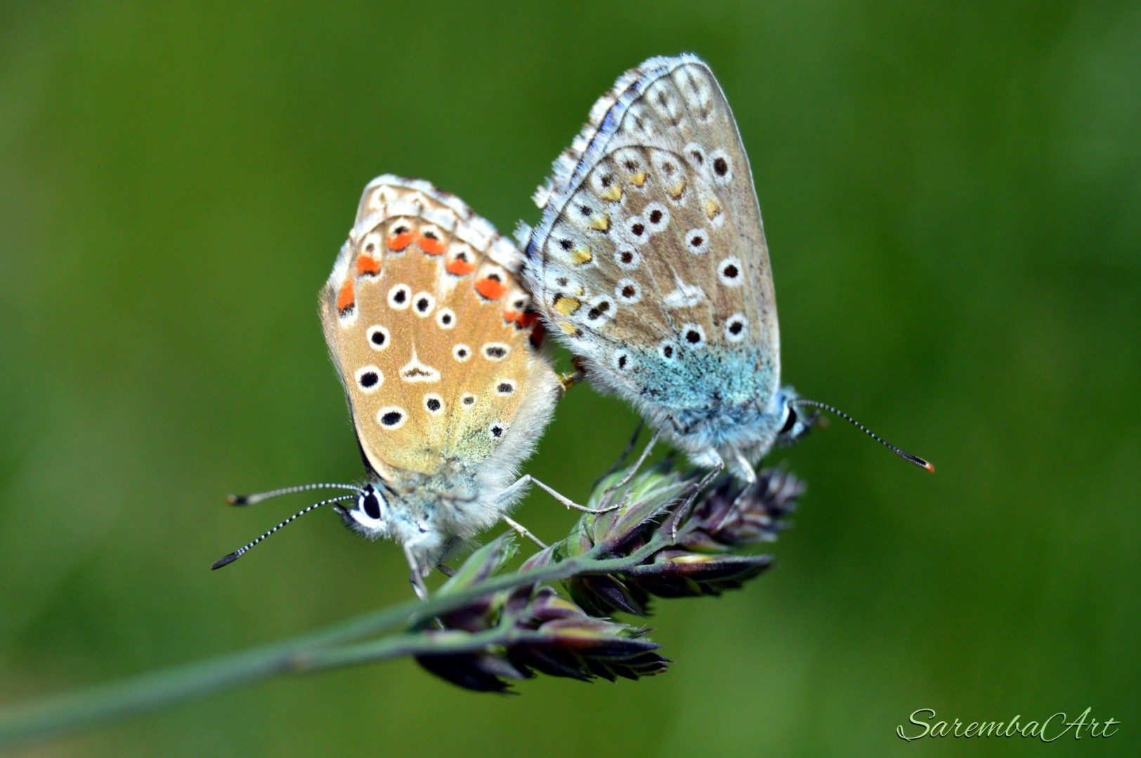 Butterfly-Love