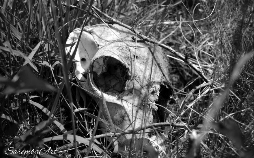 Sheep's Skull by SarembaArt