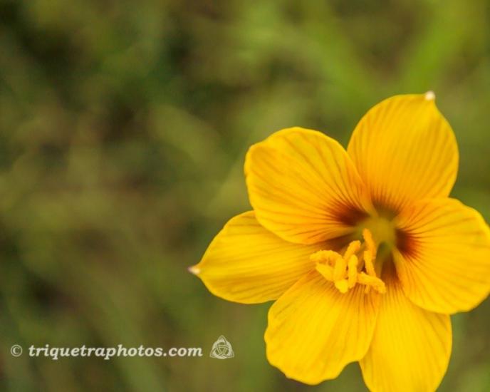 Golden by Sterling Jenkins Photography