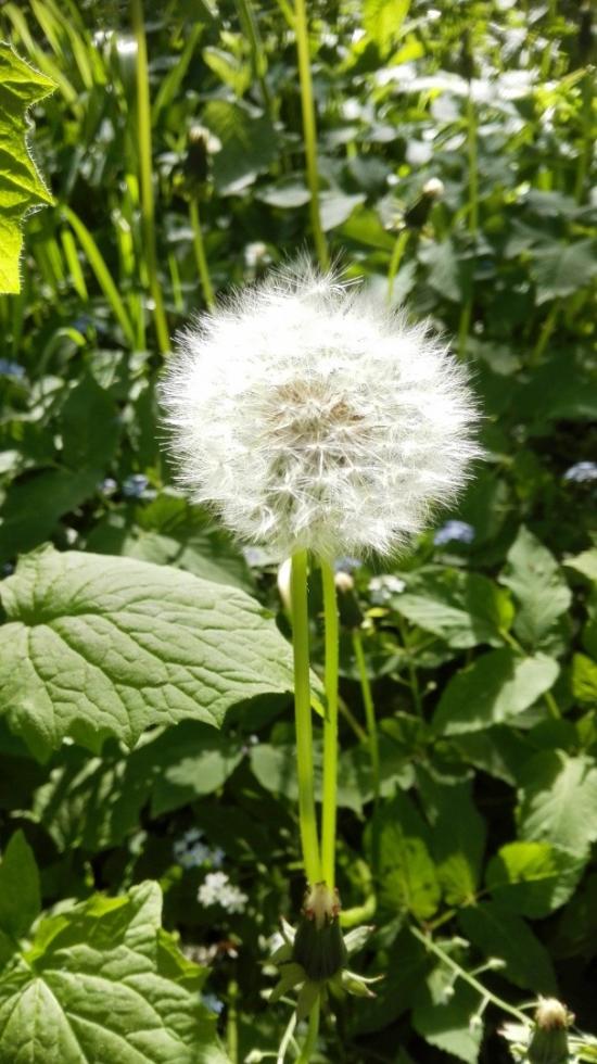 dandelion