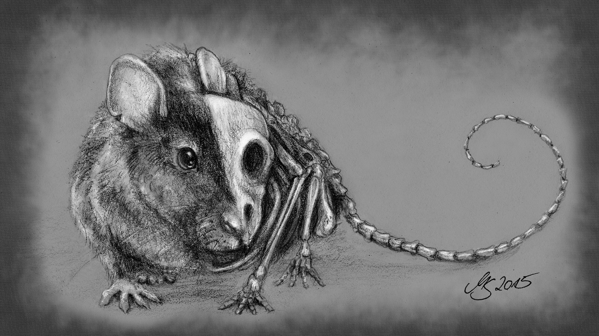 Rat-Anatomy