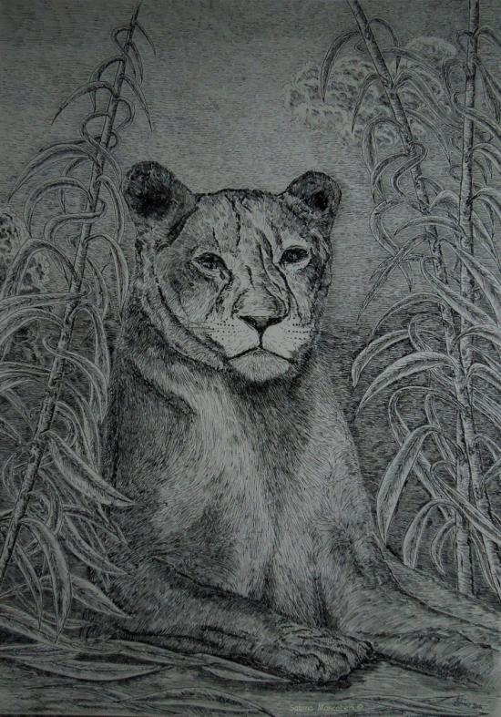 Lioness