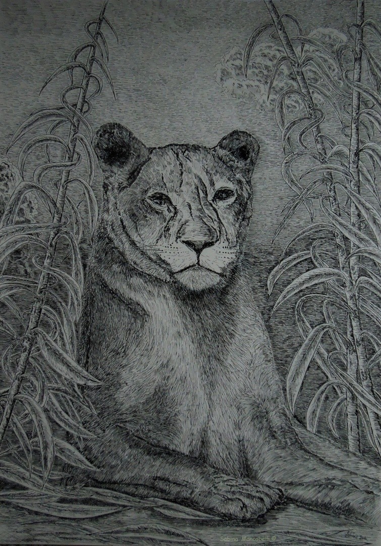 Lioness