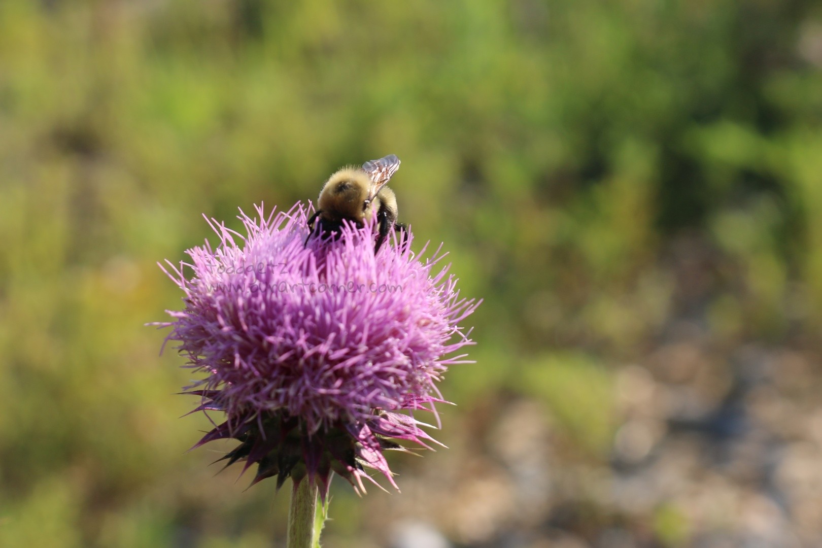 Thistle-Pollinating