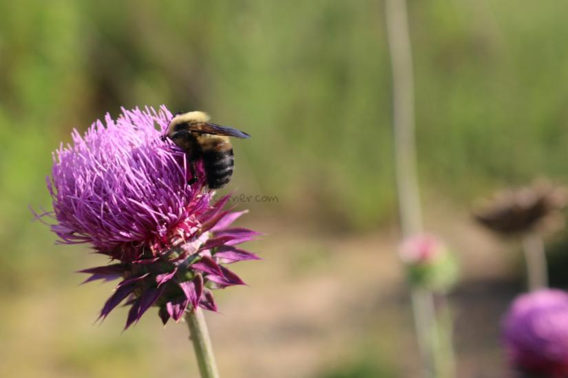 Pollination by toddgetz