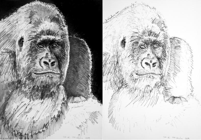 Gorilla by Jandraws