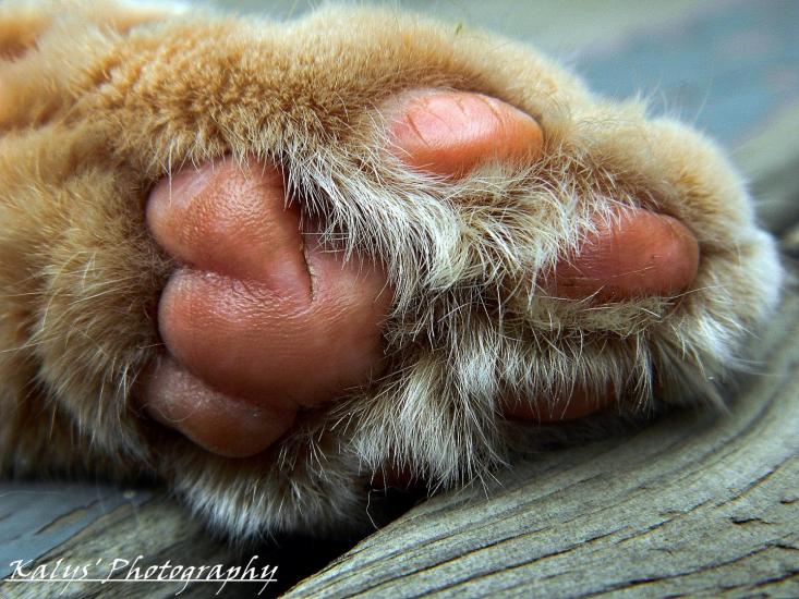 Cat's Paw by Joseph kalys