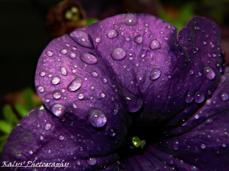 Beauty Has It by Joseph kalys