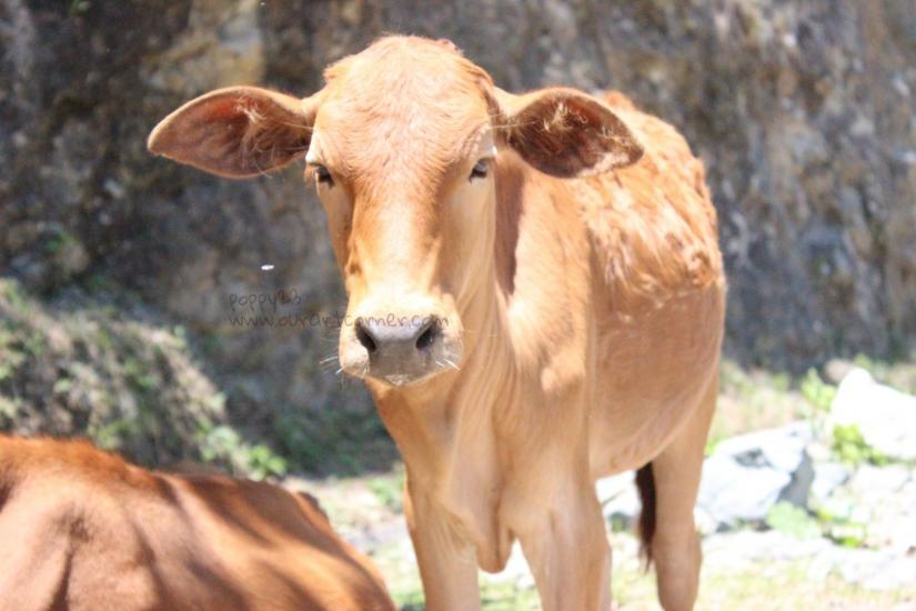 Cow Along the Road