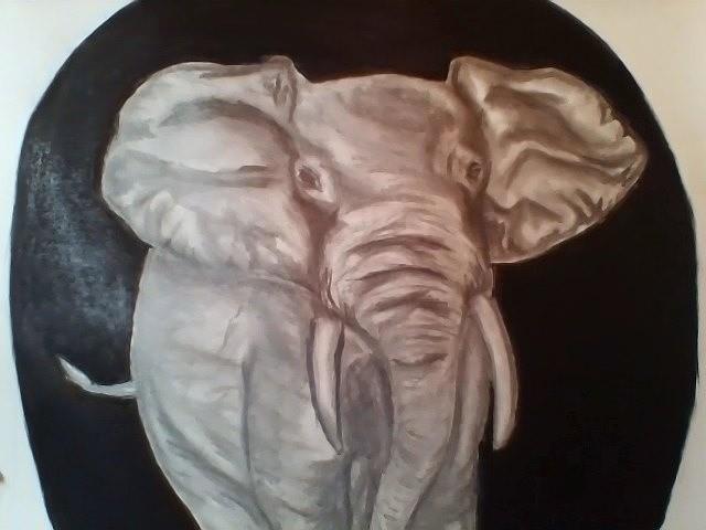 African Elephant