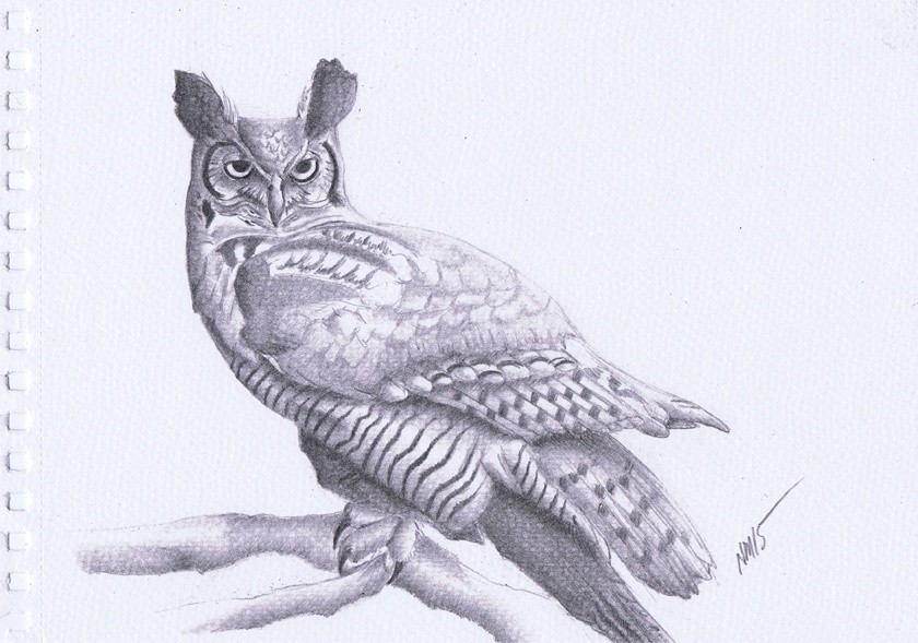 Great-Horned-Owl-2