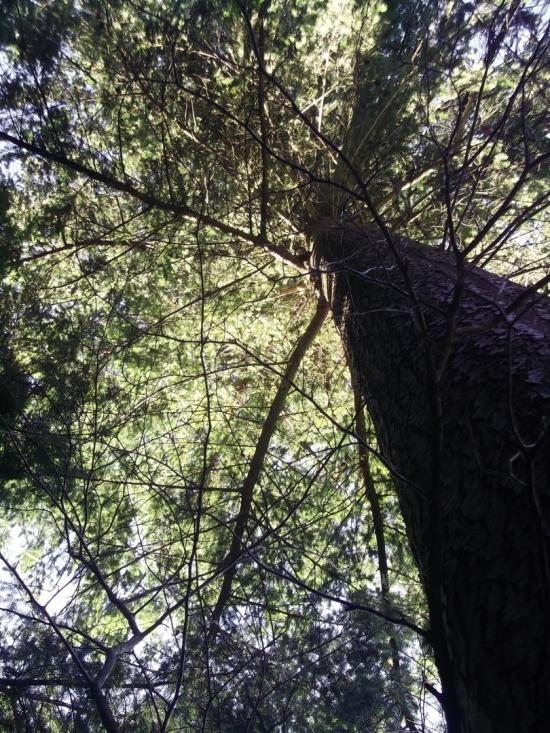 Tree Canopy by Eternal Art
