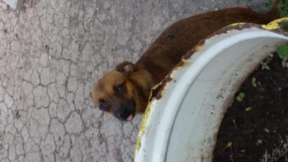 my dog bella