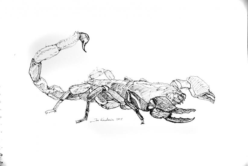 Scorpio by Jandraws
