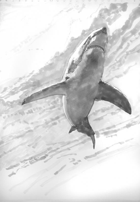 White shark by Jandraws