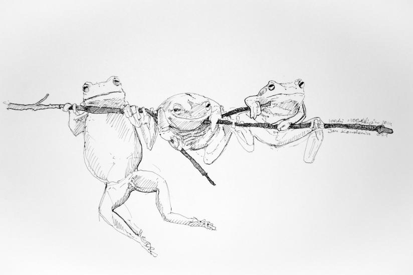 Frogs by Jandraws
