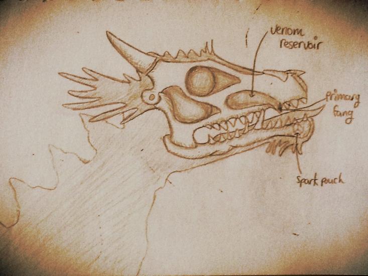 The Cross Section of the head of a dragon