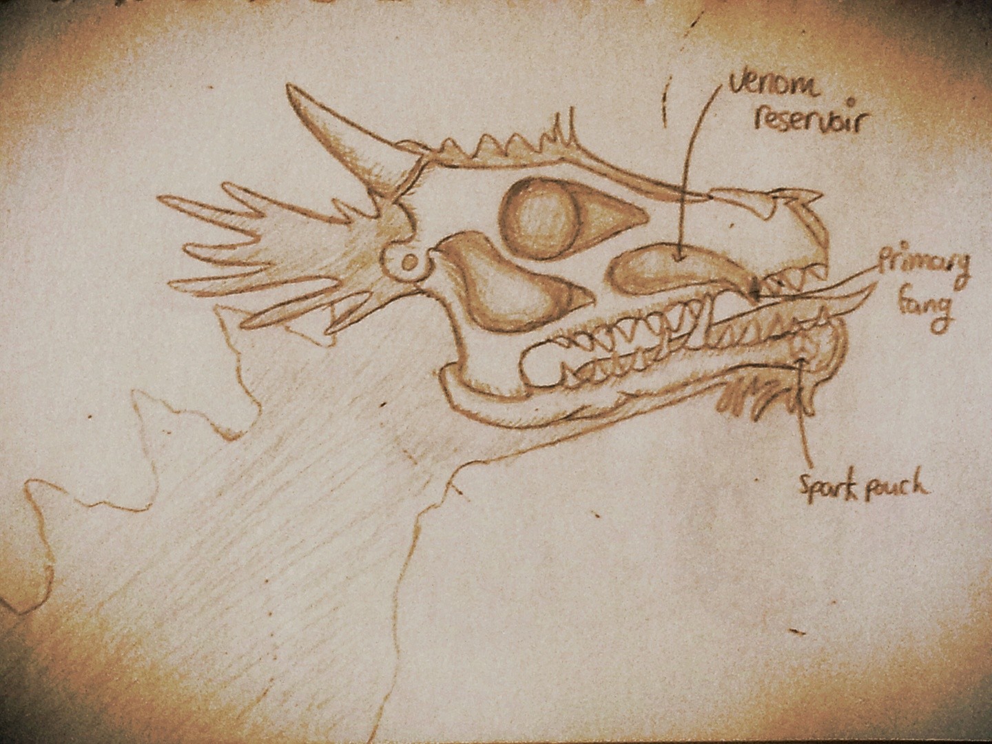The-Cross-Section-of-the-head-of-a-dragon
