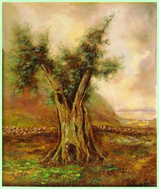 Ulivo secolare