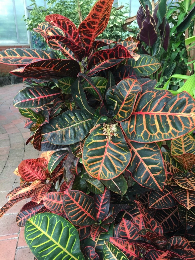 Variegated-leaves