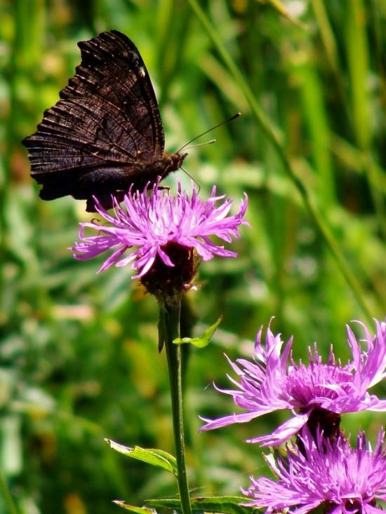 Papillon / Butterfly