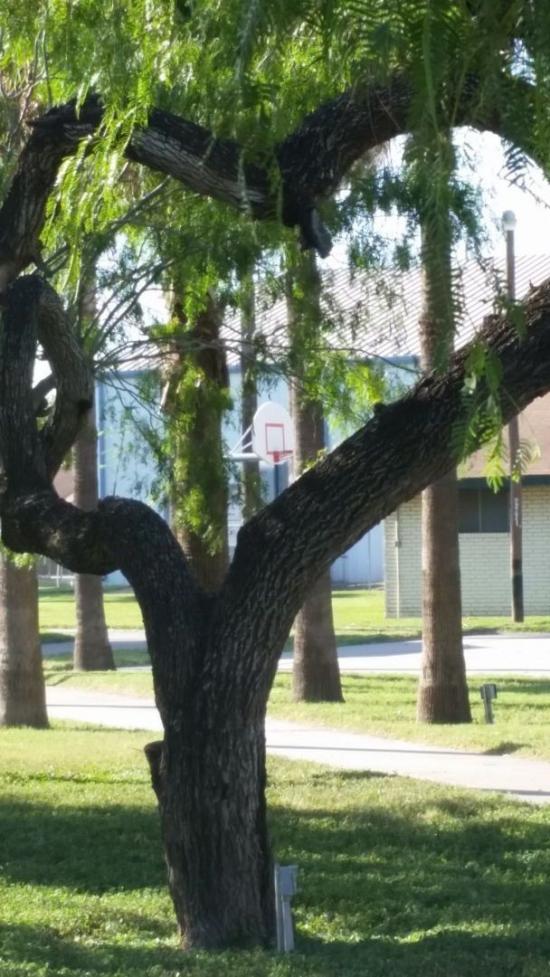 tree heart