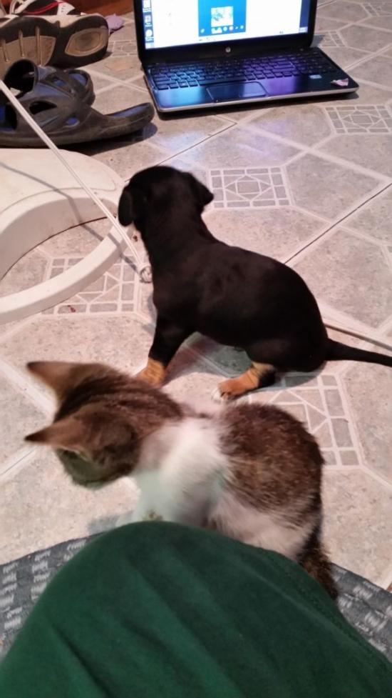 my  silly babies