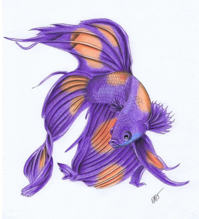 Fighting-Fish