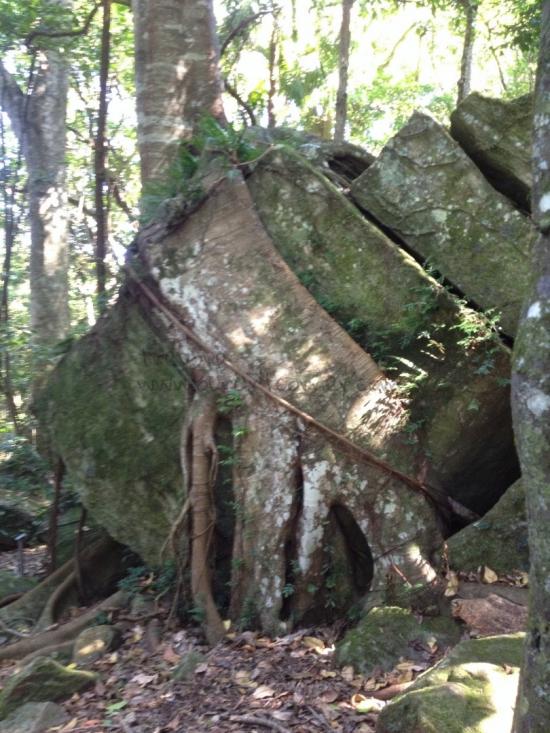 Mount Keira - Rock