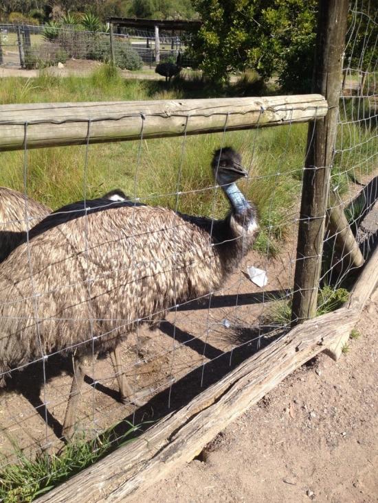 Emus