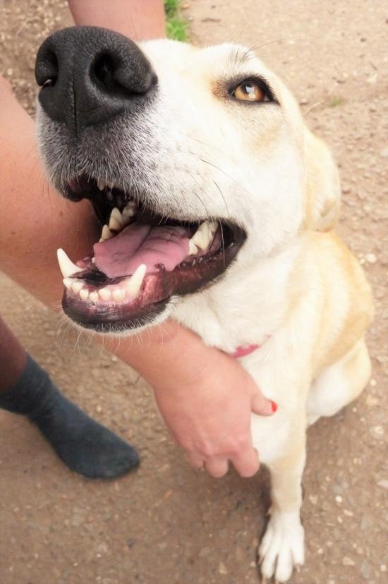 Doggy smiles by Ragingkittie