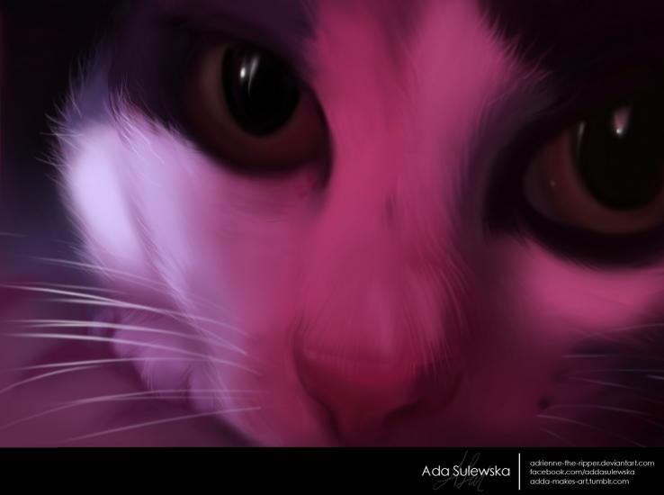 Kitty Kat by  notactive666 