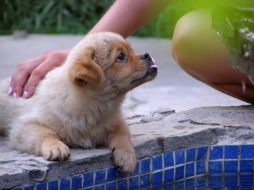 Funny pup by Kana Go