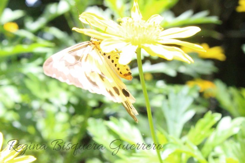 Butterfly 2