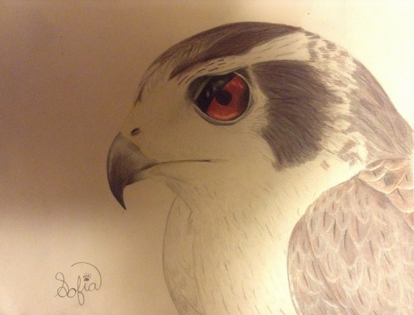 Northern-Goshawk