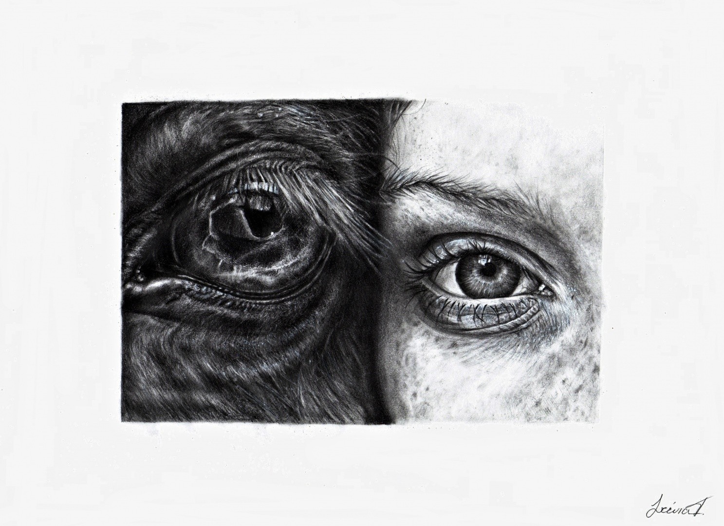 Horse-Human-Eye