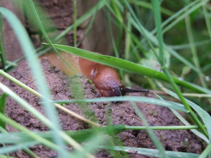 Slug by Eternal Art