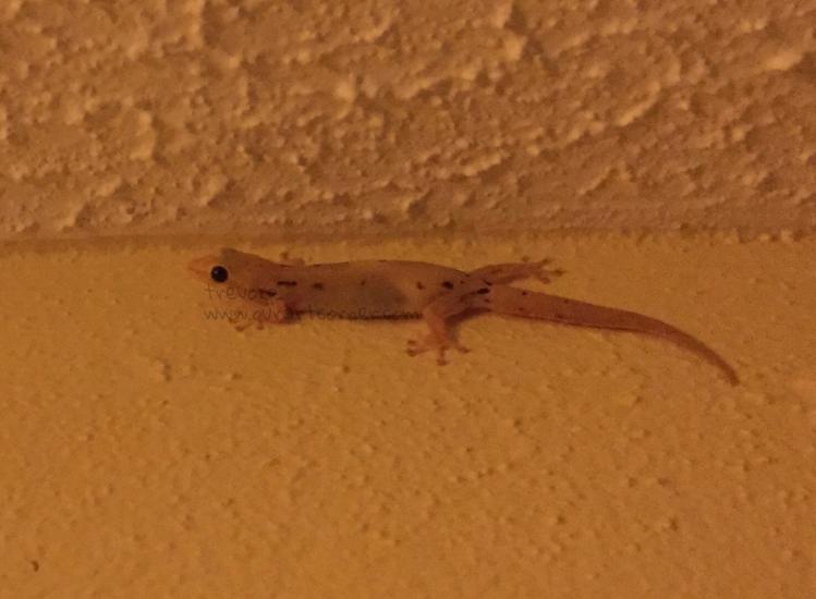 Gecko Lizard