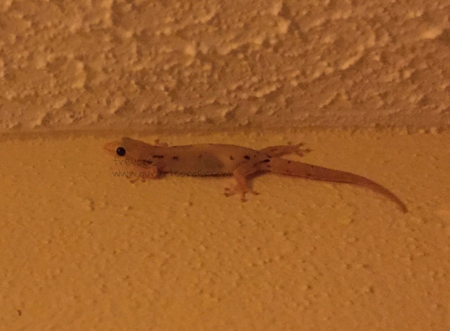 Gecko-Lizard