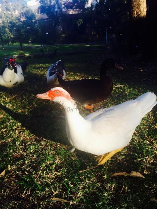Muscovy Ducks
