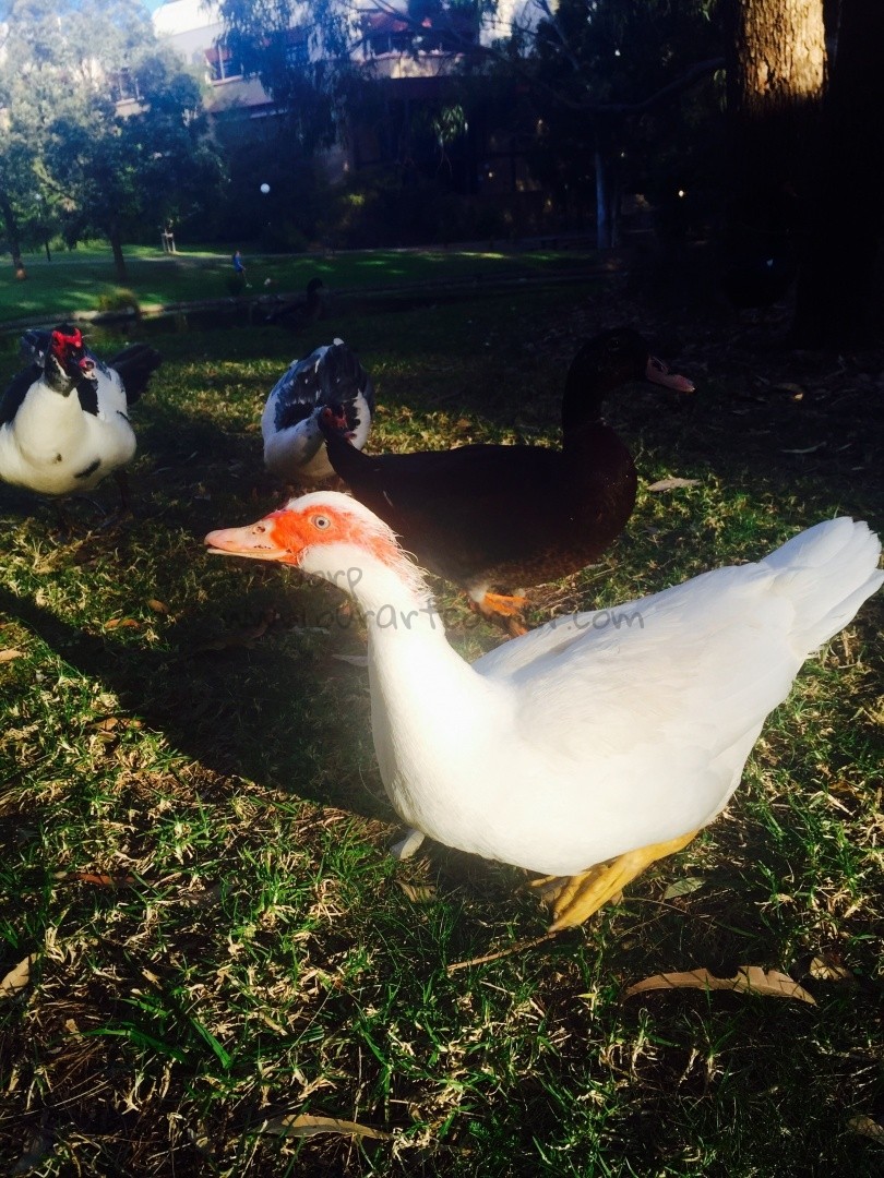 Muscovy-Ducks
