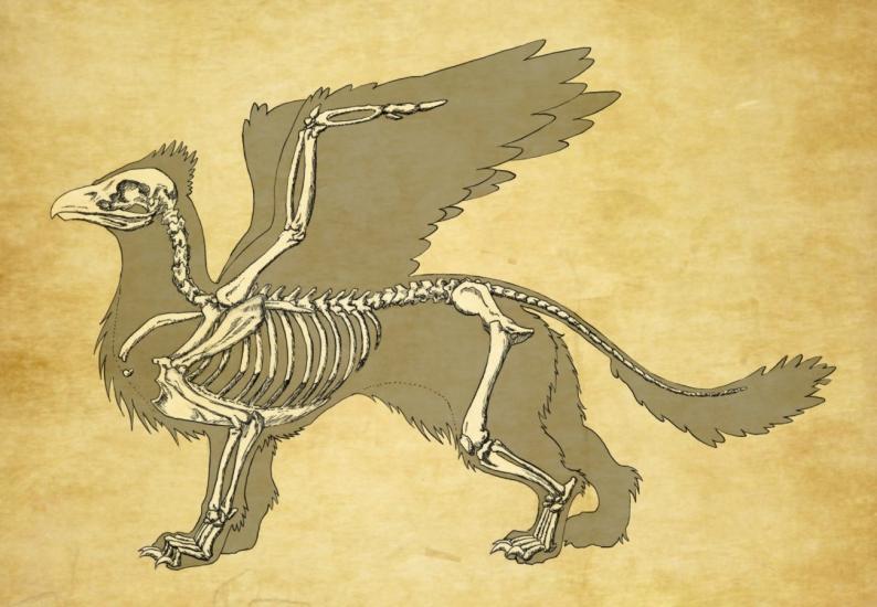 Griffin skeleton by Red Furry Demon
