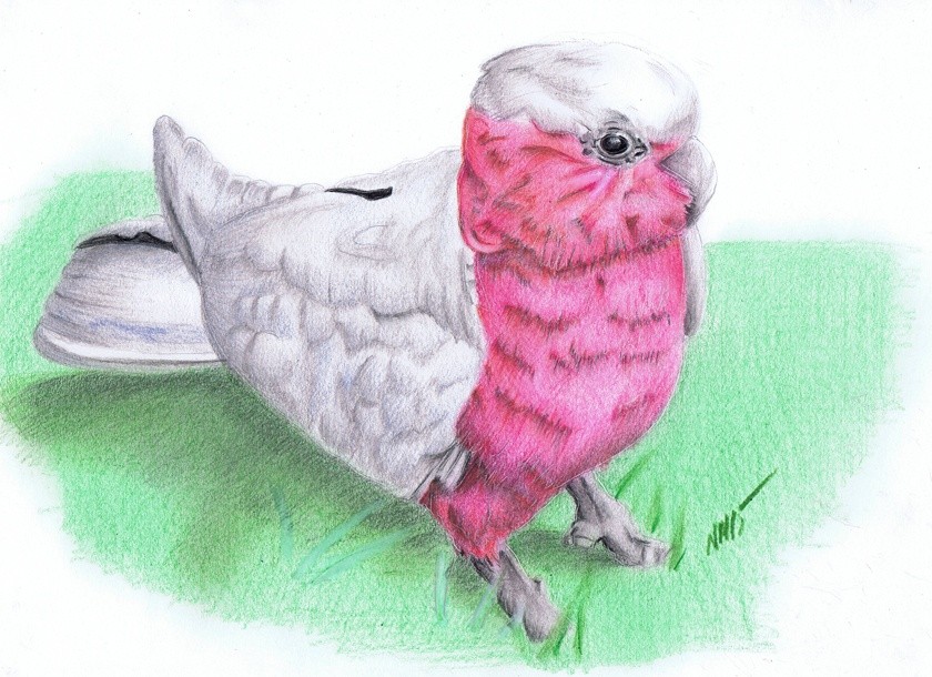 Galah