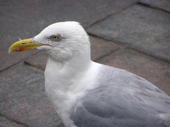 Sea-gull by Kana Go