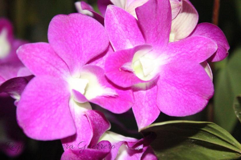 Orchid