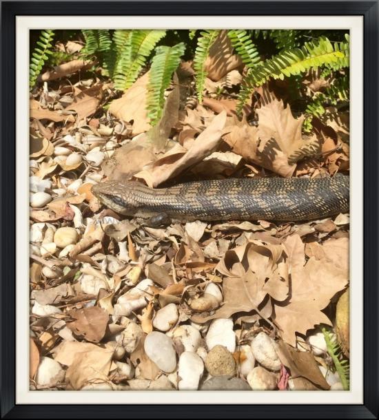 Blue Tongue Lizard
