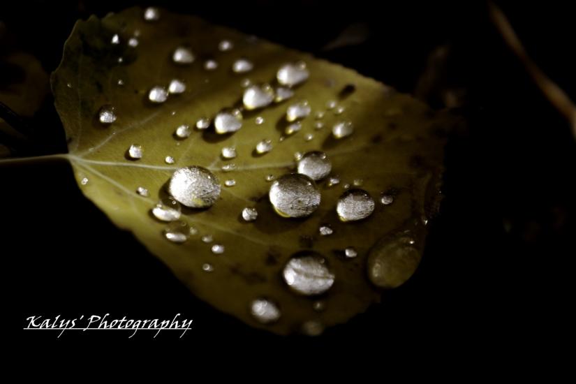 Fall Drops 2 by Joseph kalys