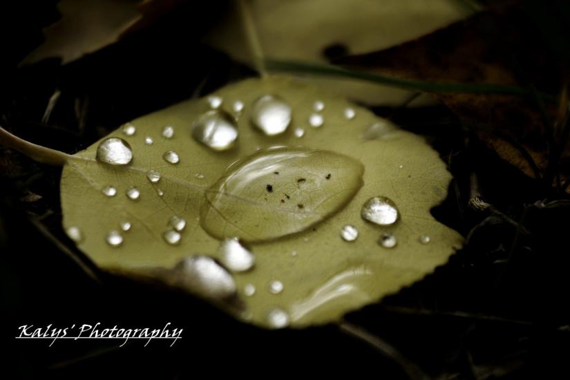 Fall Drops 4 by Joseph kalys