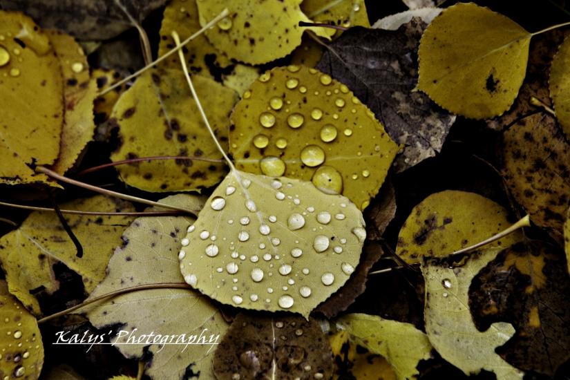 Fall Drops 5 by Joseph kalys